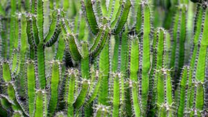 Watering succulents and cacti