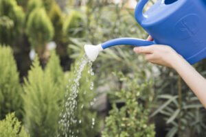 Watering Potted Plants