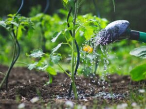 Watering in different climates