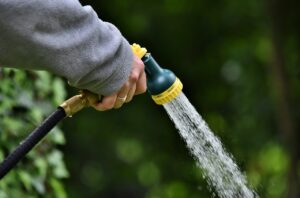 Watering established plants